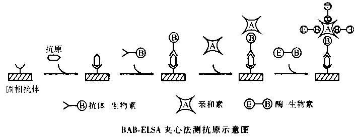 bas