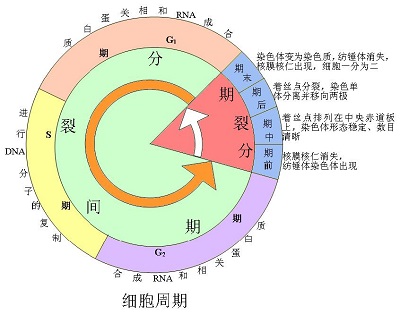 细胞周期