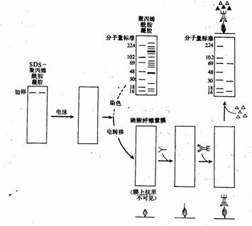 免疫印迹
