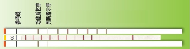 免疫印迹膜条|Western blotting membrane