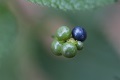 贝克曼化学发光底物液催化反应时间线性