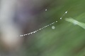 酶联免疫吸附试验（ELISA）