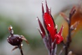研究显示蜻蜓为地球上最成功捕食者